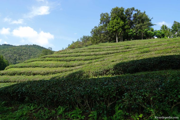 Boseong Korea Tea Plantation