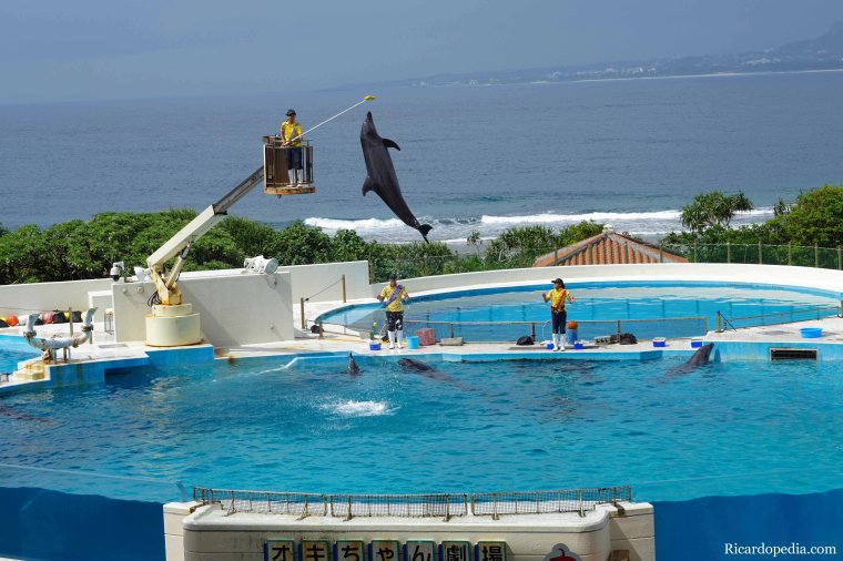 Japan Okinawa Churaumi Aquarium